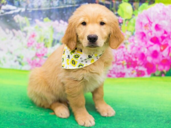 Golden Retriever DOG Male Golden 12292 Petland Wichita, Kansas