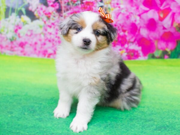 Miniature Australian Shepherd DOG Female Blue Merle 12291 Petland Wichita, Kansas