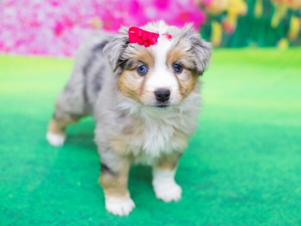 Miniature Australian Shepherd-DOG-Female-Blue Merle-12290-Petland Wichita, Kansas