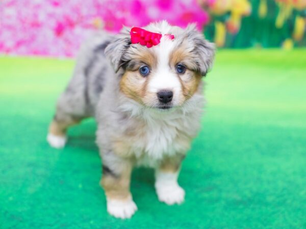 Miniature Australian Shepherd DOG Female Blue Merle 12290 Petland Wichita, Kansas