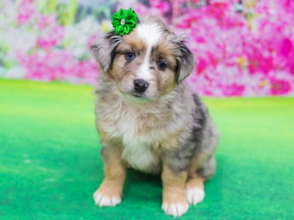 Miniature Australian Shepherd DOG Female Blue Merle 12289 Petland Wichita, Kansas