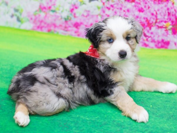 Miniature Australian Shepherd-DOG-Male-Blue Merle-12287-Petland Wichita, Kansas