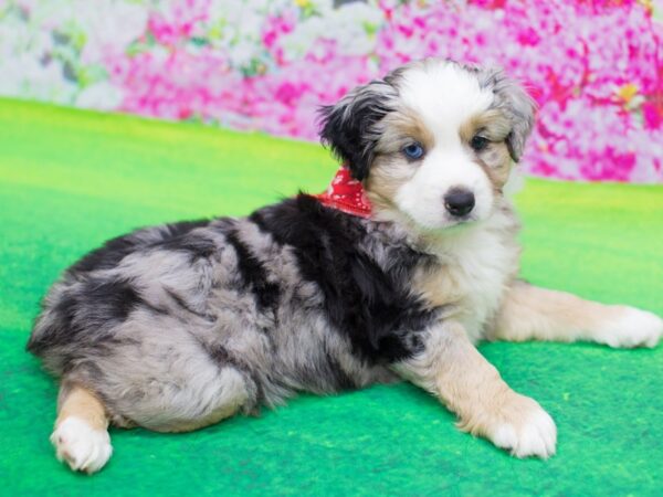 Miniature Australian Shepherd DOG Male Blue Merle 12287 Petland Wichita, Kansas