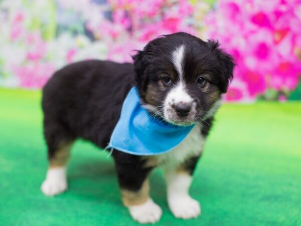 Miniature Australian Shepherd DOG Male Black Tri 12286 Petland Wichita, Kansas