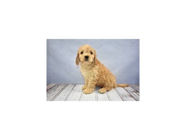 Cavachon-DOG-Male-Ruby-12335-Petland Wichita, Kansas