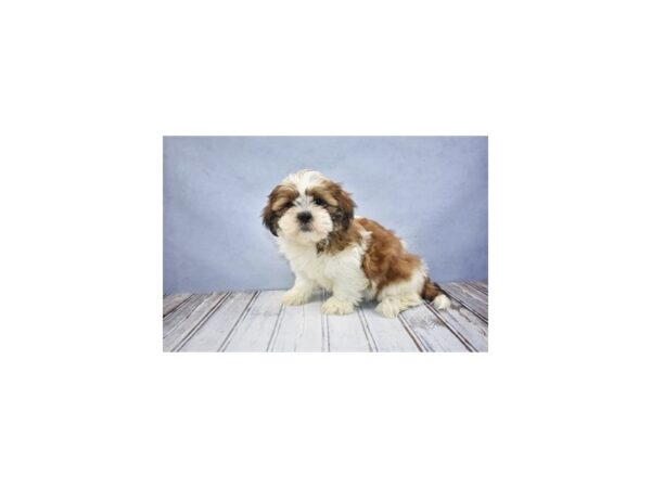 Shih Tzu-DOG-Female-Gold and White-12352-Petland Wichita, Kansas