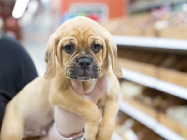 Puggle-DOG-Male-Fawn-12333-Petland Wichita, Kansas