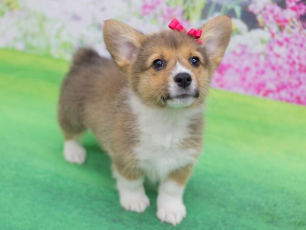 Pembroke Welsh Corgi DOG Female Sable and White 12331 Petland Wichita, Kansas