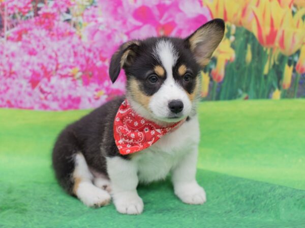 Pembroke Welsh Corgi DOG Male Black, Tan and White 12330 Petland Wichita, Kansas