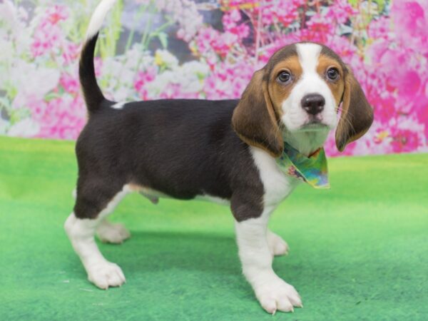 Beagle DOG Male Tri Color 12329 Petland Wichita, Kansas