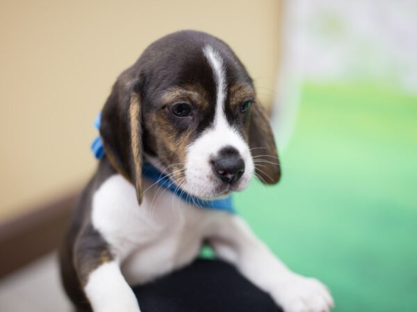 Beagle DOG Male Tri Color with Brindle Markings 12328 Petland Wichita, Kansas