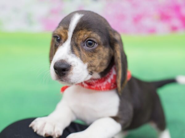 Beagle DOG Male Black and Tan with Brindle Markings. 12327 Petland Wichita, Kansas