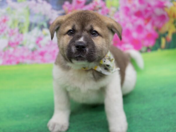 Akita-DOG-Male-Fawn Sable Pinto-12326-Petland Wichita, Kansas