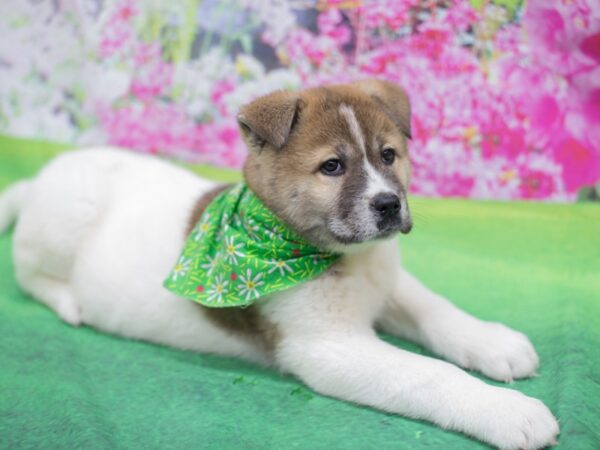 Akita DOG Male Fawn Sable Pinto 12325 Petland Wichita, Kansas