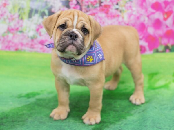 Mini Bulldog DOG Female 12324 Petland Wichita, Kansas