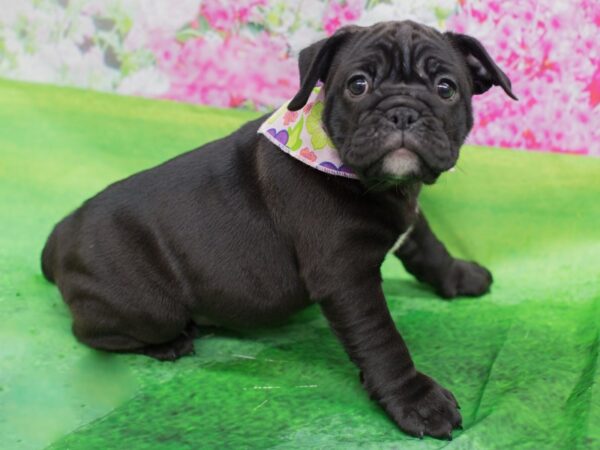 Mini Bulldog-DOG-Female--12323-Petland Wichita, Kansas