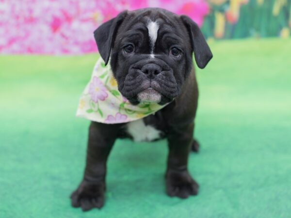 Mini Bulldog DOG Female 12322 Petland Wichita, Kansas