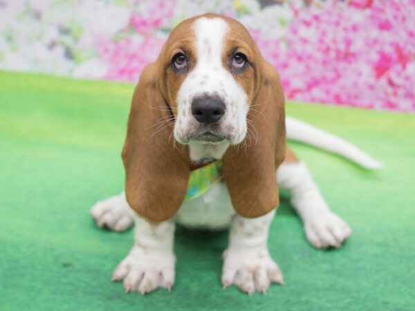 Basset Hound DOG Male Red and White 12321 Petland Wichita, Kansas