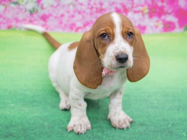 Basset Hound DOG Female Red and White 12320 Petland Wichita, Kansas