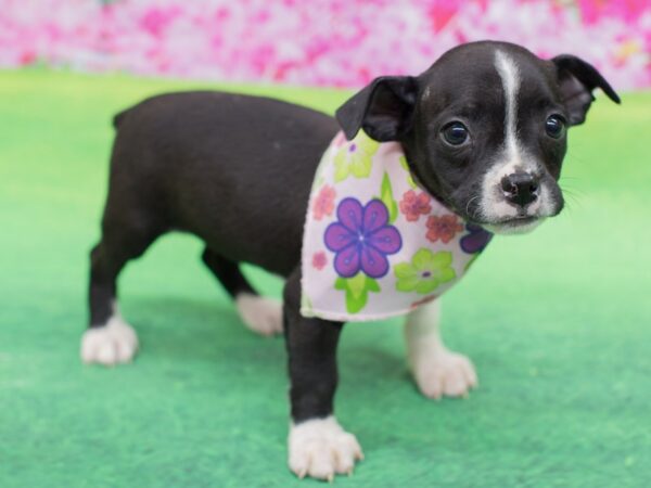 Brat-DOG-Female-Brindle and White-12319-Petland Wichita, Kansas