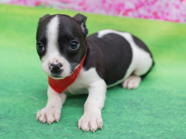 Brat DOG Male Brindle and White 12318 Petland Wichita, Kansas