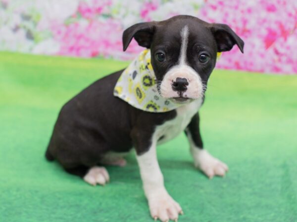 Brat DOG Male Brindle and White 12317 Petland Wichita, Kansas