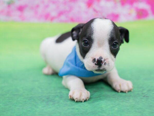 Brat DOG Male Brindle and White 12316 Petland Wichita, Kansas