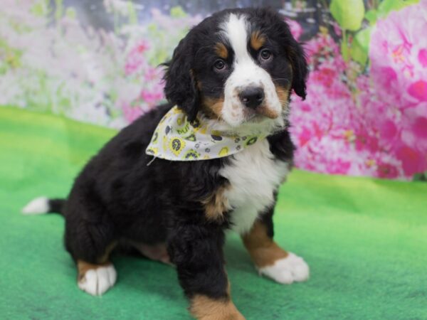 Bernese Mountain Dog-DOG-Male-Black Rust and White-12315-Petland Wichita, Kansas