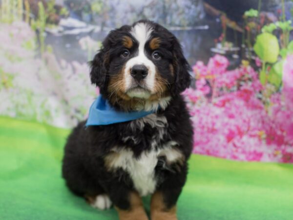 Bernese Mountain Dog DOG Male Black Rust and White 12314 Petland Wichita, Kansas