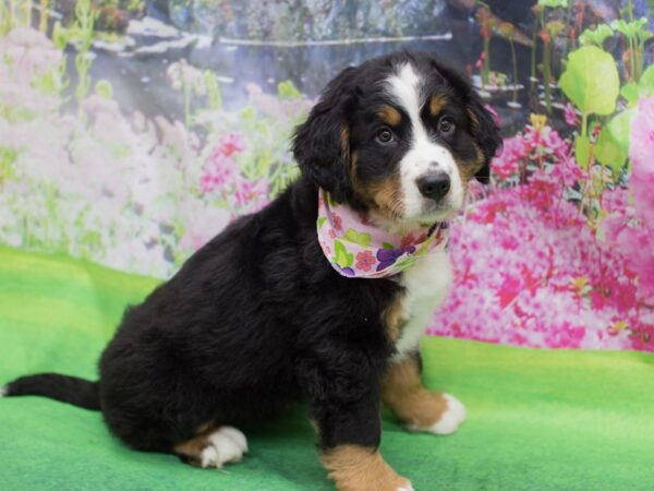 Bernese Mountain Dog DOG Female Black Rust and White 12312 Petland Wichita, Kansas