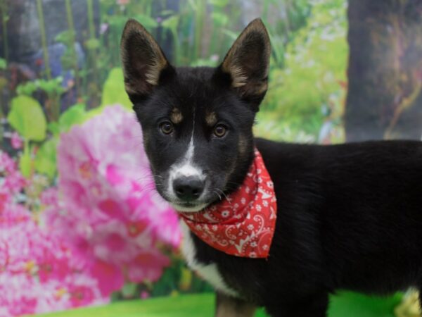 Shepsky DOG Male Black and Tan 12310 Petland Wichita, Kansas