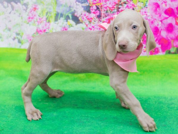 Weimaraner DOG Female Grey 12359 Petland Wichita, Kansas