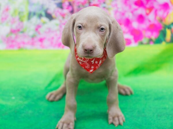 Weimaraner DOG Male Grey 12358 Petland Wichita, Kansas