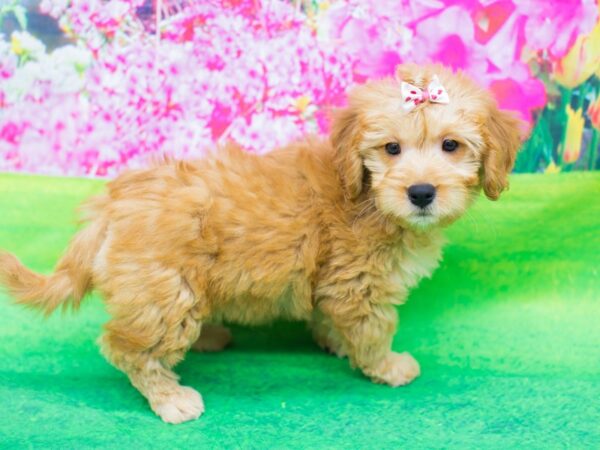 Miniature Goldendoodle DOG Female Golden 12357 Petland Wichita, Kansas