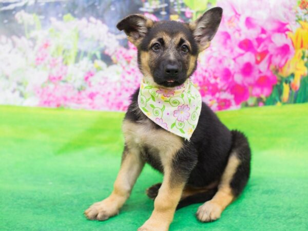 German Shepherd Dog DOG Female Black and Tan 12356 Petland Wichita, Kansas