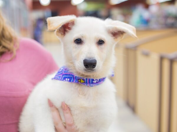 German Shepherd Dog DOG Female White 12355 Petland Wichita, Kansas