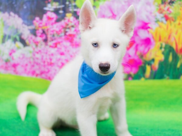 Siberian Husky DOG Male White 12354 Petland Wichita, Kansas