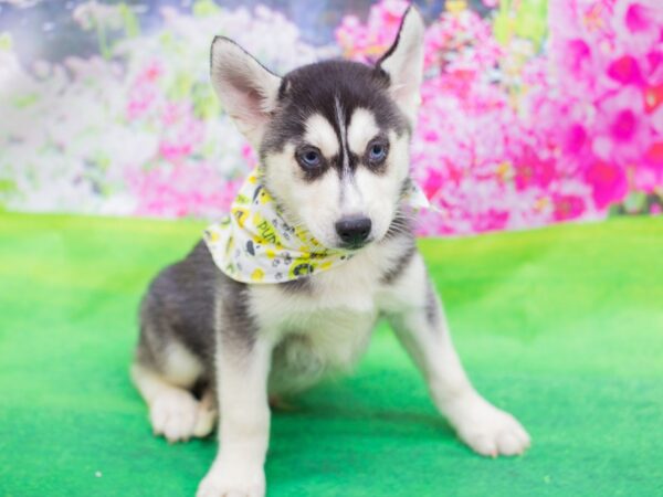 Siberian Husky DOG Male Black and White 12353 Petland Wichita, Kansas