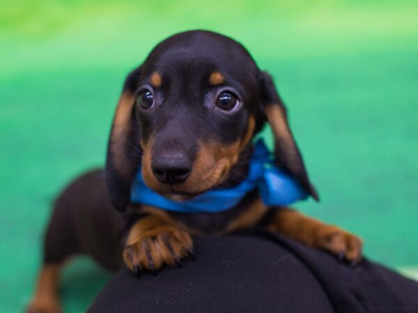 Miniature Dachshund DOG Male Black and Tan 12351 Petland Wichita, Kansas