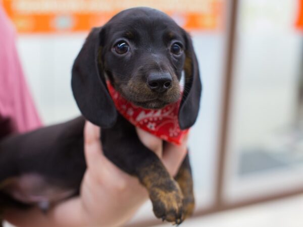 Miniature Dachshund-DOG-Male-Black and Tan-12350-Petland Wichita, Kansas