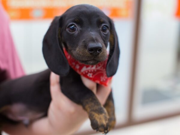 Miniature Dachshund DOG Male Black and Tan 12350 Petland Wichita, Kansas