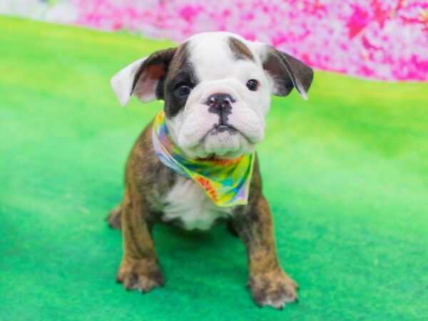 English Bulldog DOG Male Brindle and White 12349 Petland Wichita, Kansas