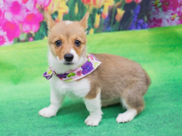 Pembroke/Cardigan Welsh Corgi DOG Female Red and White 12347 Petland Wichita, Kansas