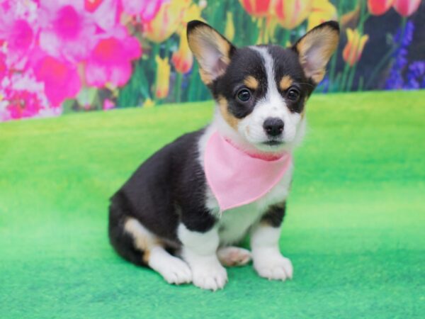 Pembroke/Cardigan Welsh Corgi DOG Female Tri Color 12346 Petland Wichita, Kansas