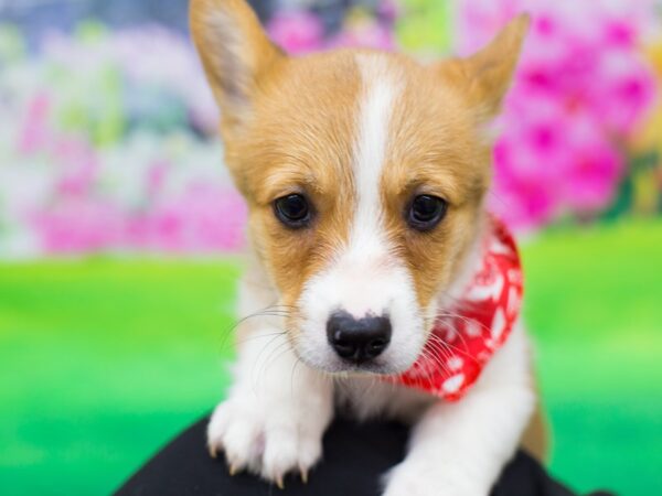 Pembroke/Cardigan Welsh Corgi DOG Male Red and White 12345 Petland Wichita, Kansas