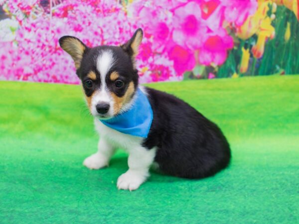 Pembroke/Cardigan Welsh Corgi DOG Male Tri Color 12344 Petland Wichita, Kansas