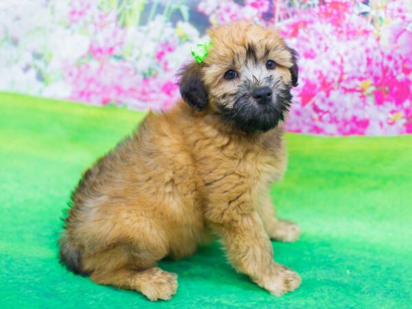 Soft Coated Wheaten Terrier DOG Female Wheaten 12343 Petland Wichita, Kansas