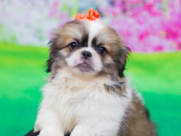 Pekingese DOG Female Brown, Black and White 12341 Petland Wichita, Kansas