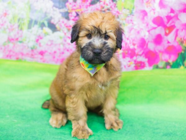 Soft Coated Wheaten Terrier DOG Male Wheaten 12342 Petland Wichita, Kansas