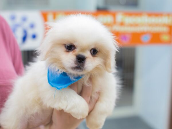 Pekingese DOG Male White 12340 Petland Wichita, Kansas